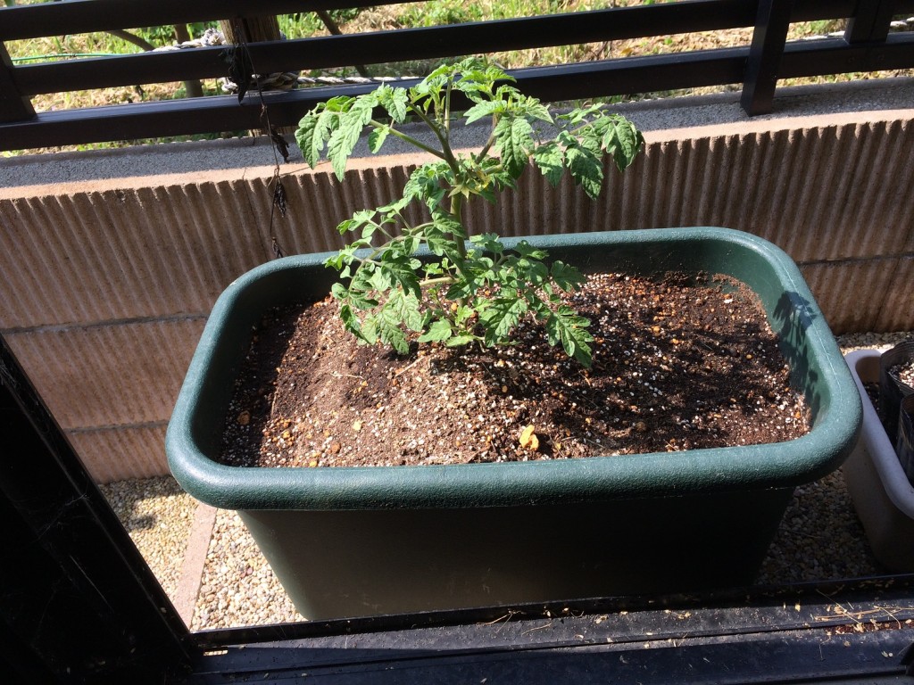 ミニトマトを植え替えました