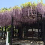 西圀五番札所藤井寺の藤まつりを観てきました
