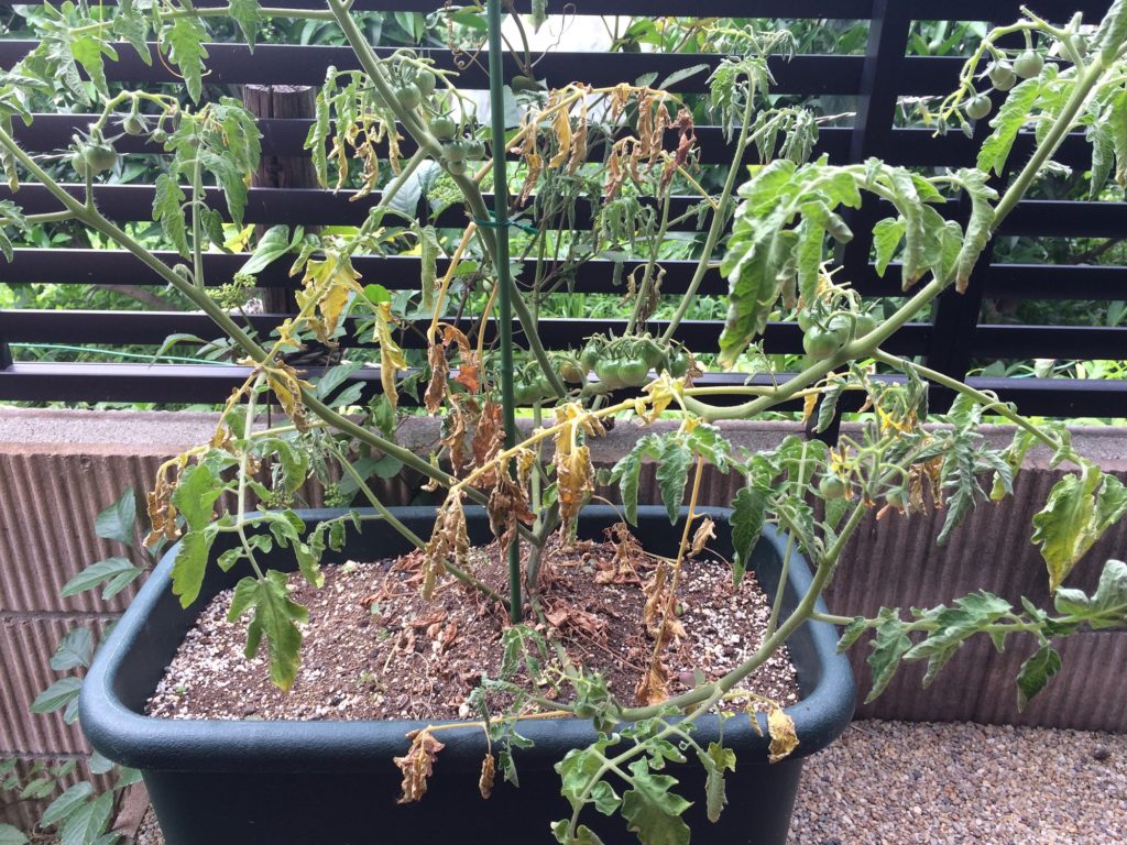 赤ちゃんトマトをプランターで栽培