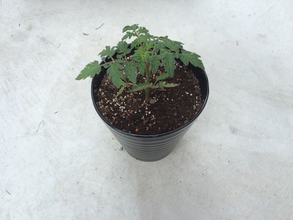 赤ちゃんトマトを植えました