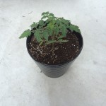 2015年はミニトマト「赤ちゃんトマト」を植えました
