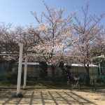 藤井寺駅近くのぶくんだ公園の桜がきれいでした
